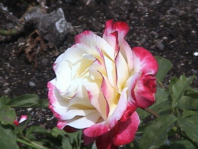 Rosa mezcla - Canada.JPG